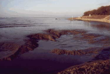 Das Wattenmeer in Dangast